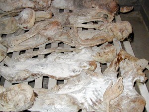 rwandan_genocide_murambi_bodies